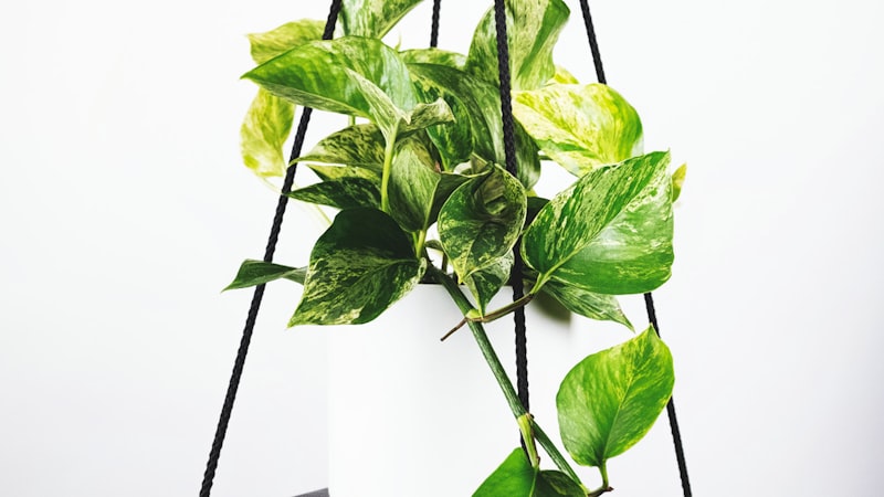 欧洲冠军联赛决赛直播画面，两队球员在中场激烈拼抢